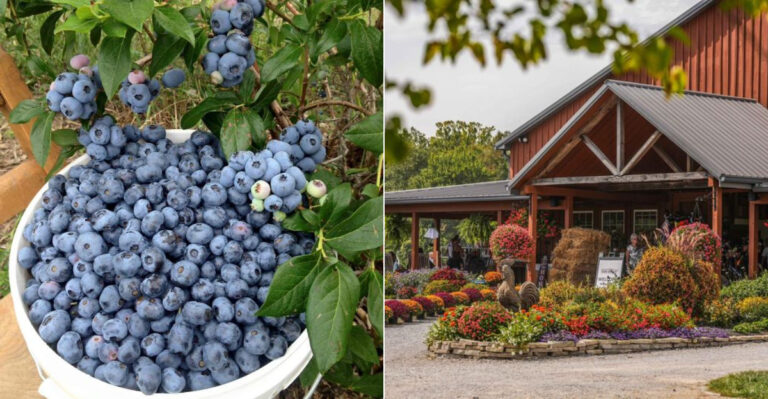 12 Ohio Blueberry Farms And Bakeries That Make July Road Trips Even Sweeter