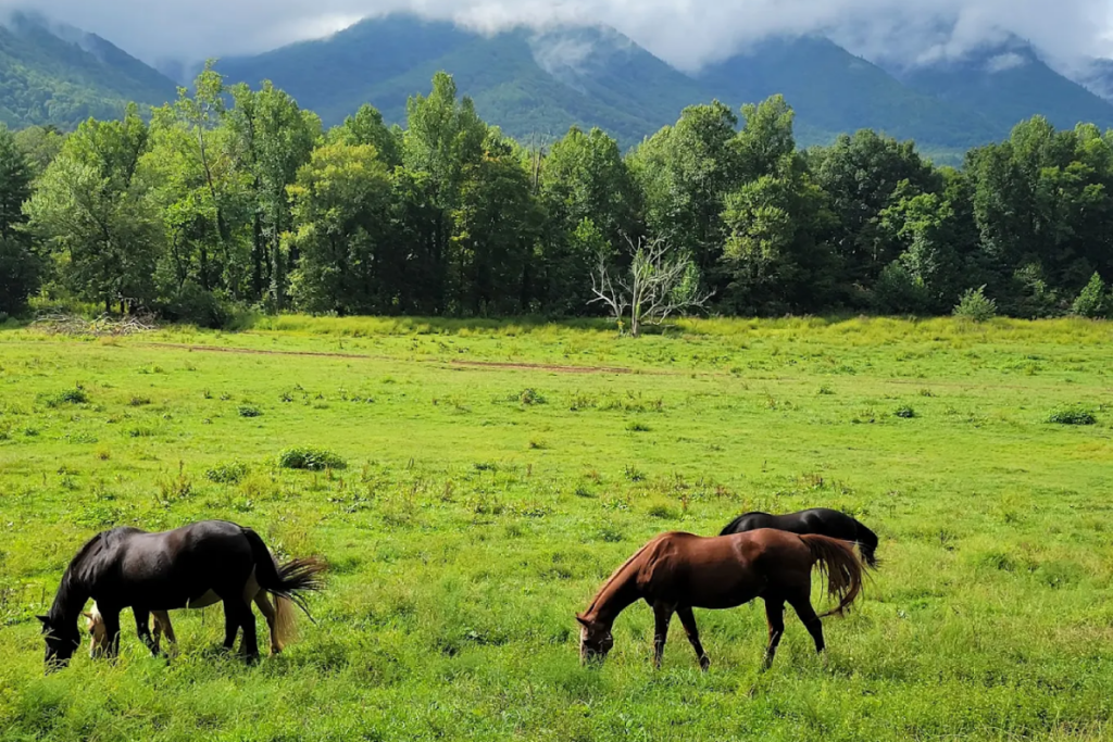 13 Incredible Free Attractions in Tennessee You'll Want to Visit This Weekend