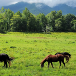 13 Incredible Free Attractions in Tennessee You'll Want to Visit This Weekend