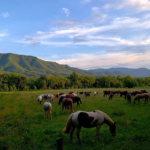 13 Places in Tennessee Where Wildlife Still Wanders Close to Town
