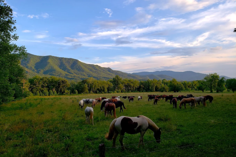 13 Places in Tennessee Where Wildlife Still Wanders Close to Town