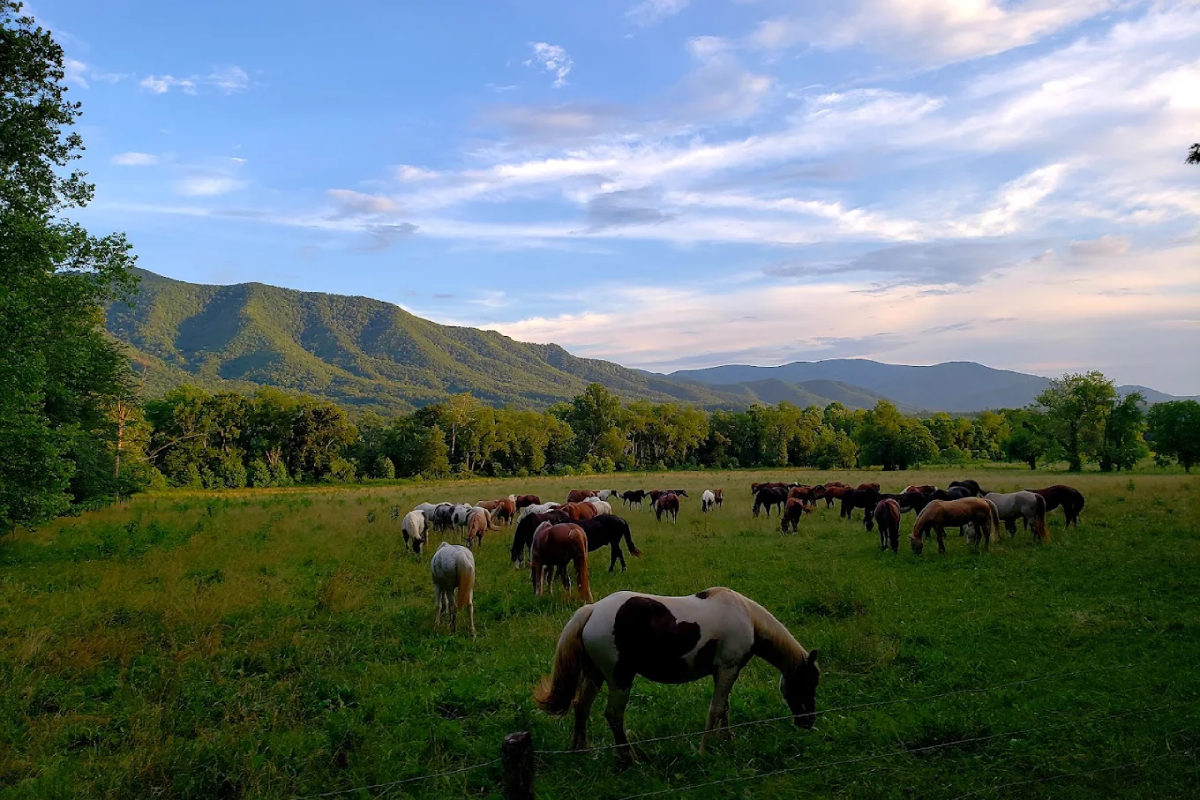 13 Places in Tennessee Where Wildlife Still Wanders Close to Town