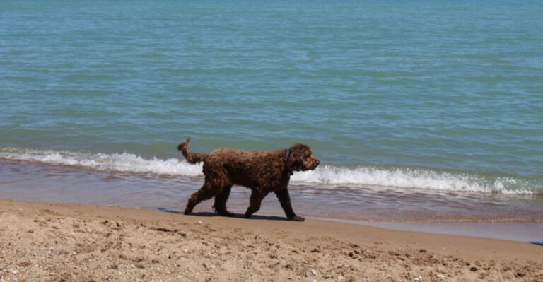 13 Dog-Friendly Beaches, Swimming Areas, and Waterfront Escapes in Illinois