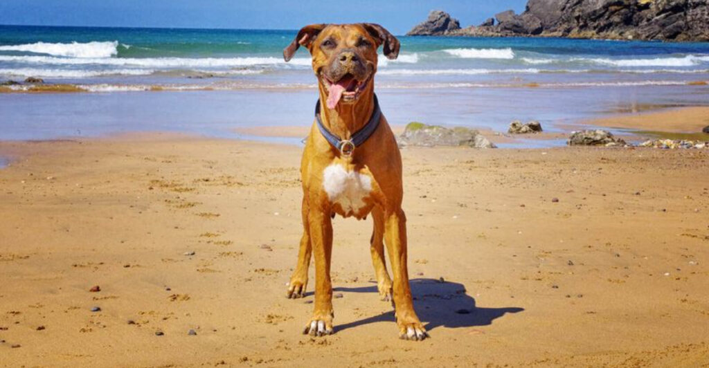 15 Ohio Attractions Perfect For Memorable Adventures With Your Dog