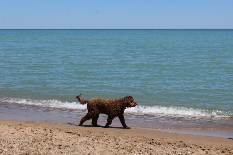 Centennial Dog Beach (Winnetka)
