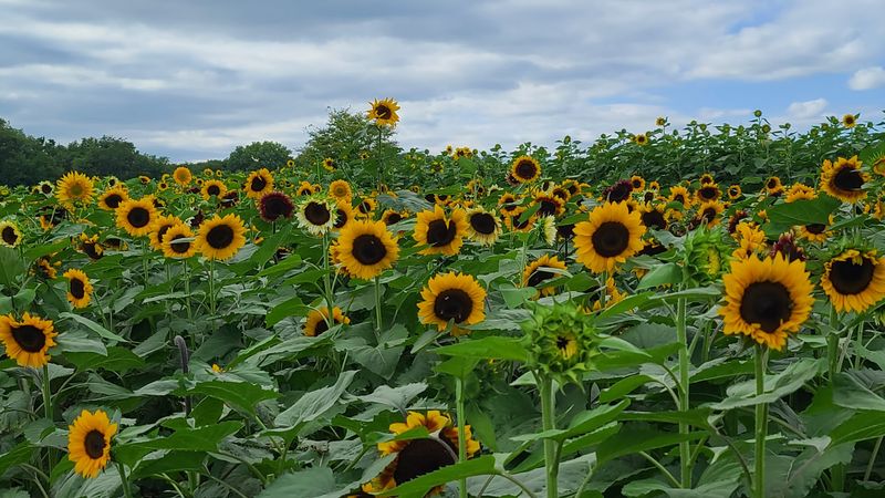 Kuiper’s Sunflower Festival (Maple Park)