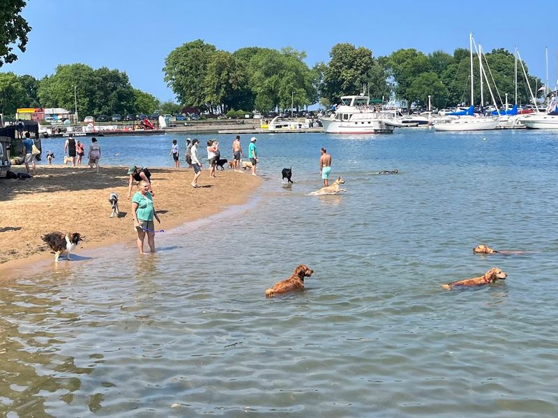 Belmont Harbor Dog Friendly Area (Chicago)
