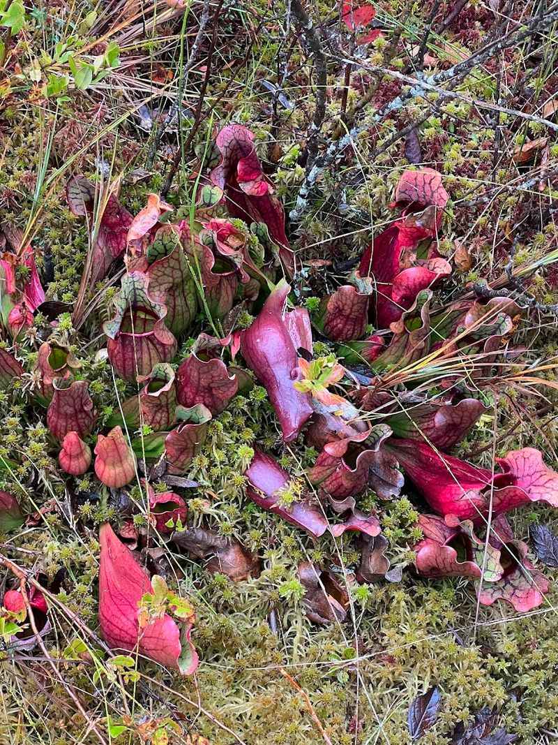 Carnivorous Plants and Other Quiet Oddities Carnivorous Plants and Other Quiet Oddities
