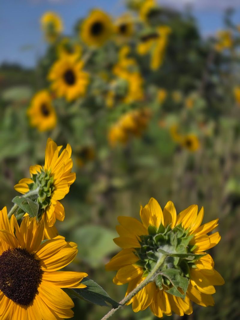 The flower fields add color, charm, and a little magic