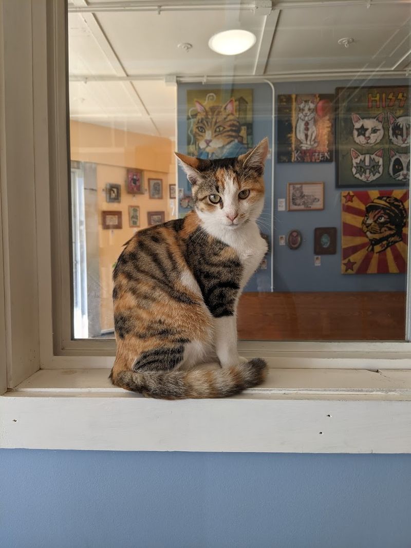 Nine Lives Cafe & Cat Lounge (Indianapolis)