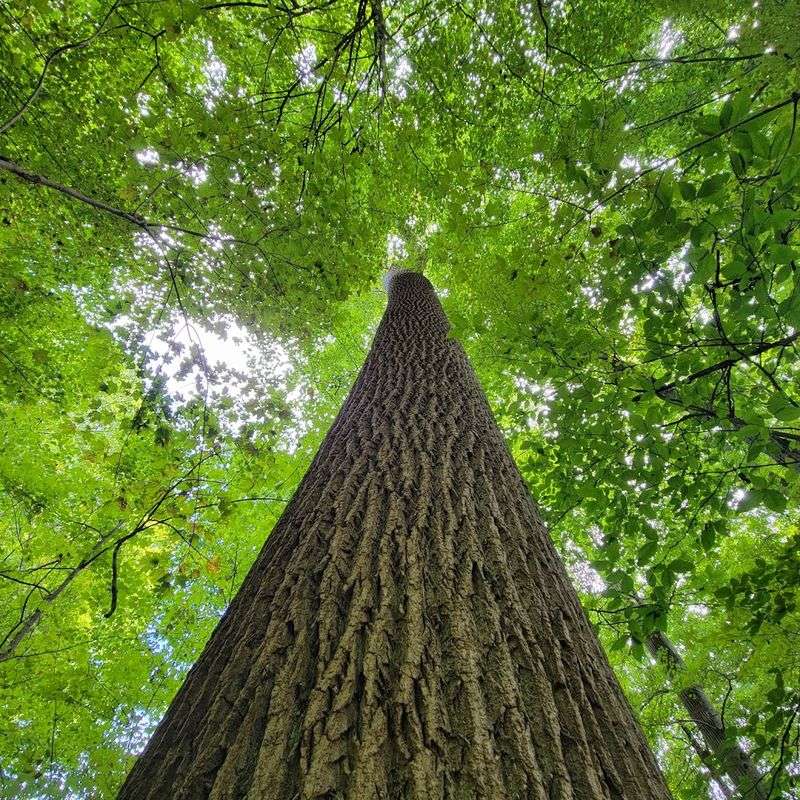 Where the 400-Year-Old Trees Take Over the Scene Where the 400-Year-Old Trees Take Over the Scene