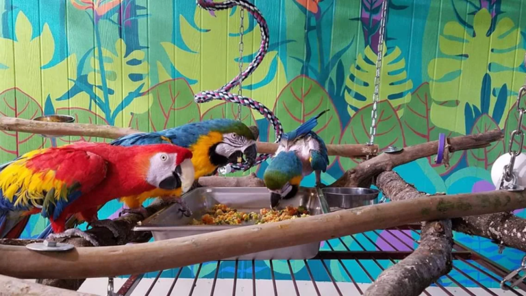 6 Tennessee Wildlife Centers Giving Injured Birds a Second Chance