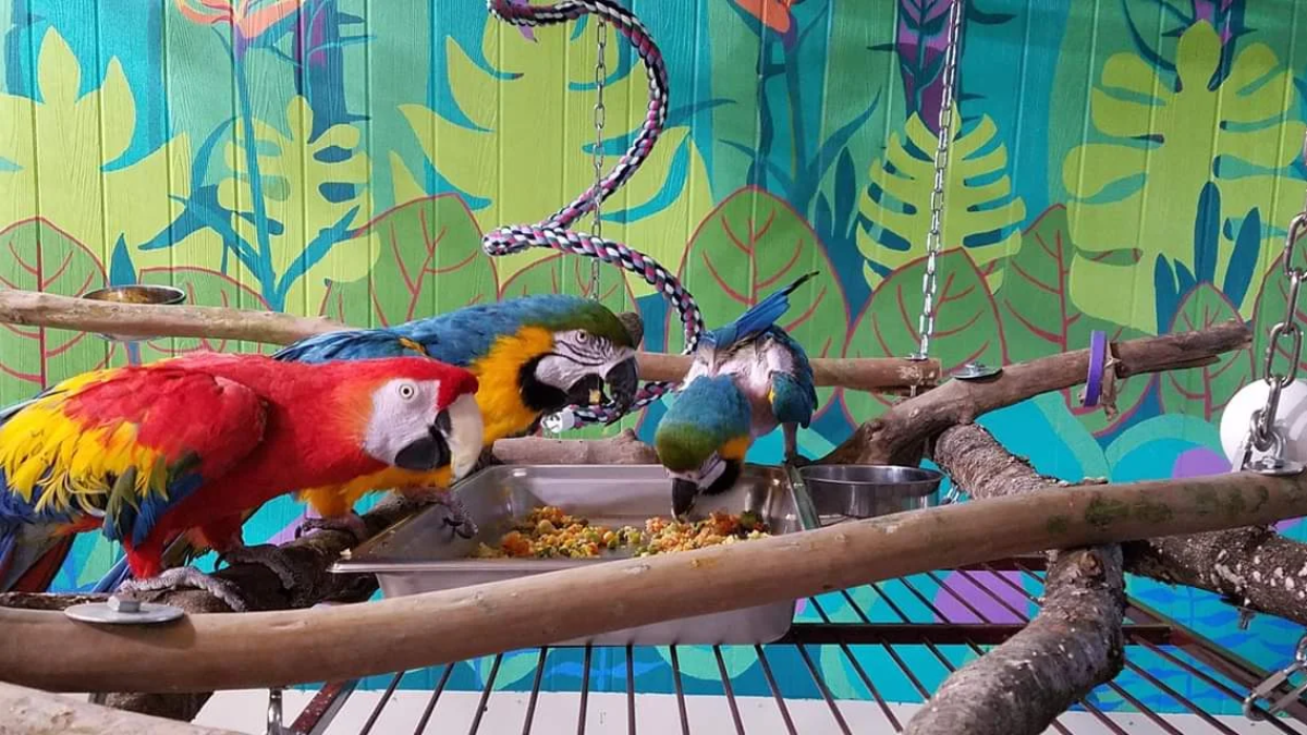 6 Tennessee Wildlife Centers Giving Injured Birds a Second Chance