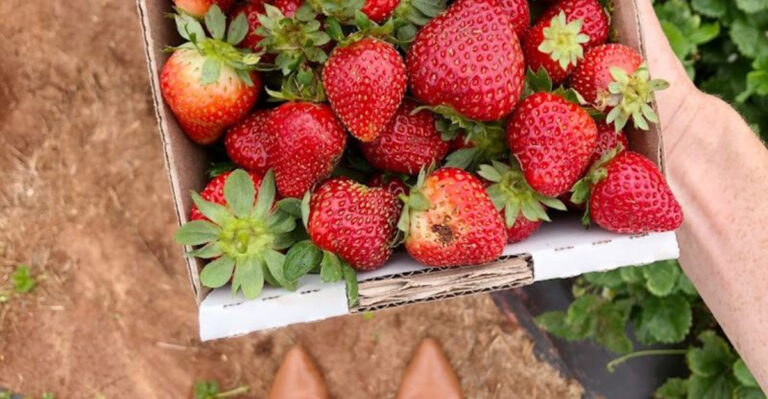 7 Pick-Your-Own Fruit Farms In Texas That Make The Sweetest Family Day Trip