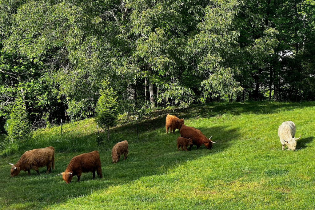 8 Small Mountain Towns In Tennessee That Showcase The Best Of The Smoky Mountain Region