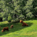 8 Small Mountain Towns In Tennessee That Showcase The Best Of The Smoky Mountain Region