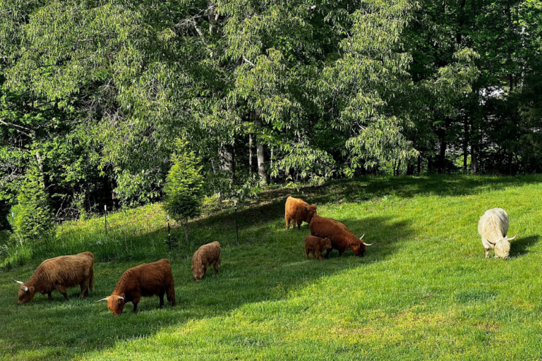 8 Small Mountain Towns In Tennessee That Showcase The Best Of The Smoky Mountain Region