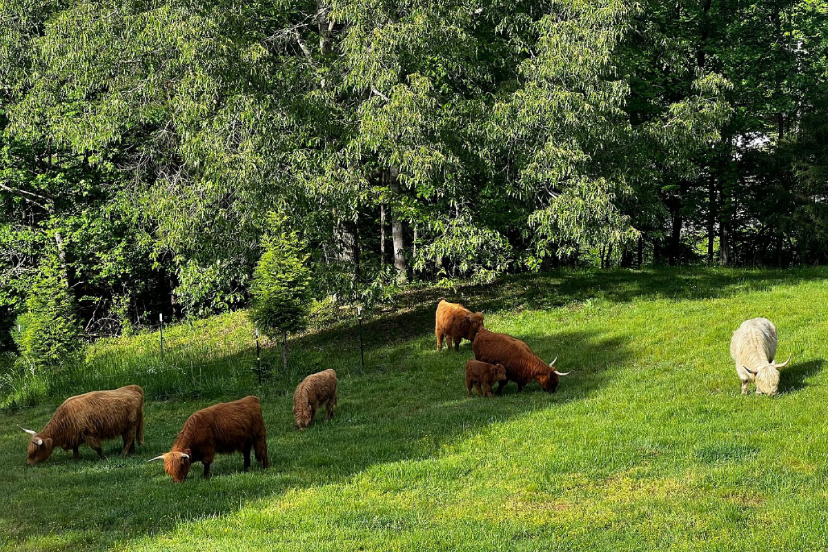 8 Small Mountain Towns In Tennessee That Showcase The Best Of The Smoky Mountain Region