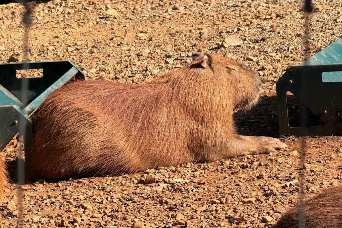 8 Tennessee Spots Where You Can Meet Capybaras Up Close and Personal