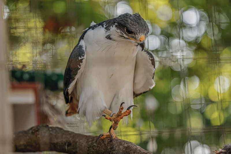Missouri's Most Striking Bird Show Is Built Around Flight, Not Gimmicks Missouri's Most Striking Bird Show Is Built Around Flight, Not Gimmicks