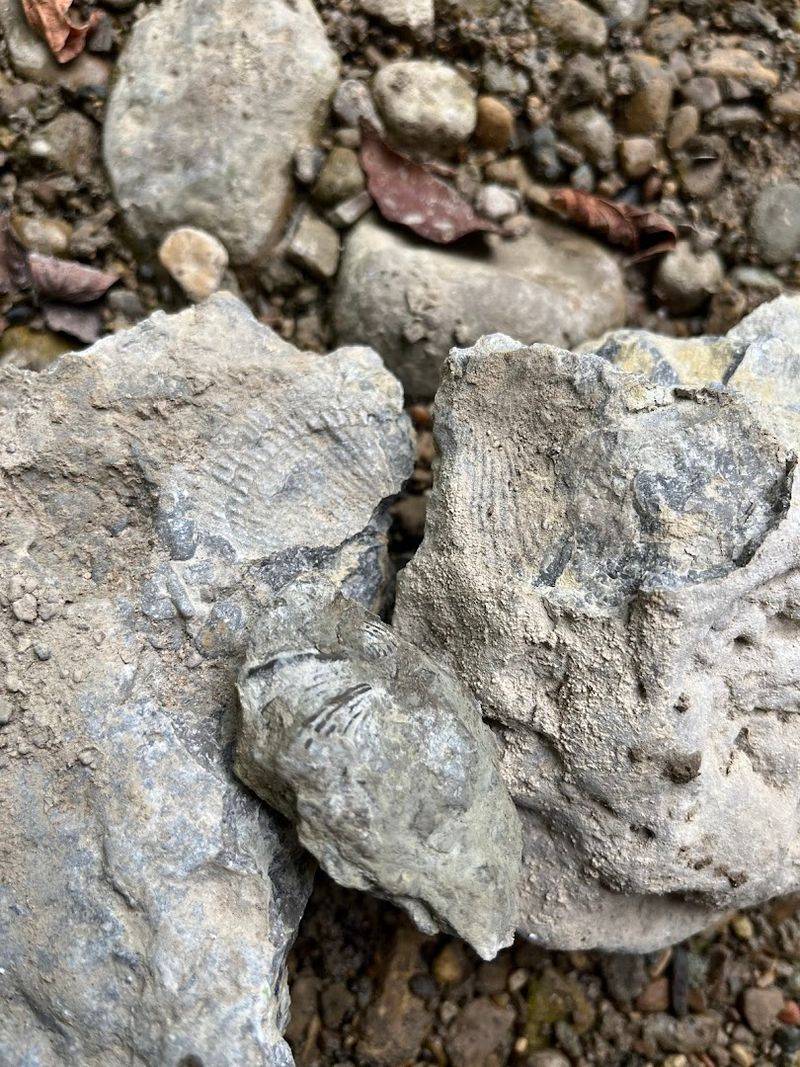 The Moment Your Eyes Start Recognizing Fossils Everywhere The Moment Your Eyes Start Recognizing Fossils Everywhere