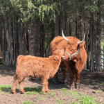 9 Places in Tennessee Where You Can Meet Adorable Scottish Highland Cows