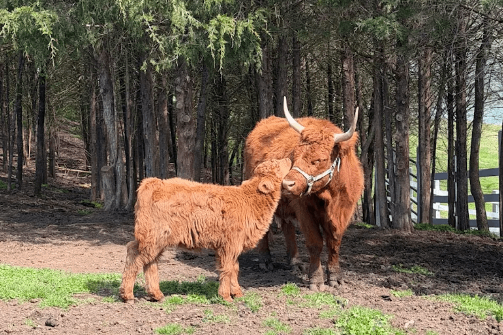 9 Places in Tennessee Where You Can Meet Adorable Scottish Highland Cows