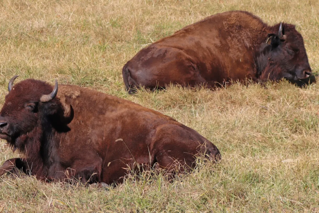 9 Places in Tennessee to See Bison, Elk, and Other Big Animals