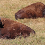 9 Places in Tennessee to See Bison, Elk, and Other Big Animals