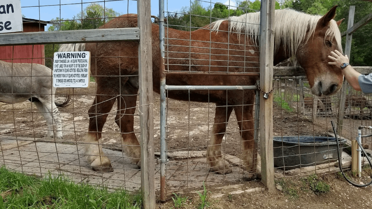 9 Tennessee Animal Encounters That Bring You Face-To-Face With Elephants, Wolves, And Horses