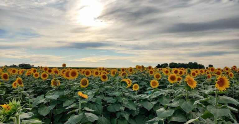 9 Stunning Illinois Sunflower Fields Worth the Drive This Summer