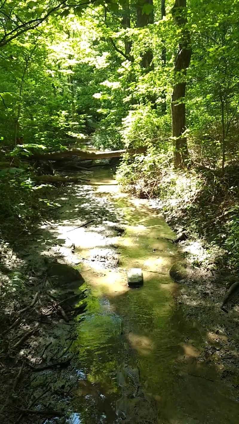 Small Creek, Spring Wildflowers, and the Life Between the Giant Trunks Small Creek, Spring Wildflowers, and the Life Between the Giant Trunks