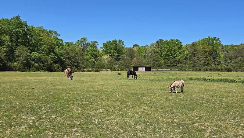A 43 Acre Refuge Where Rescued Farm Animals Get A Second Chance A 43 Acre Refuge Where Rescued Farm Animals Get A Second Chance