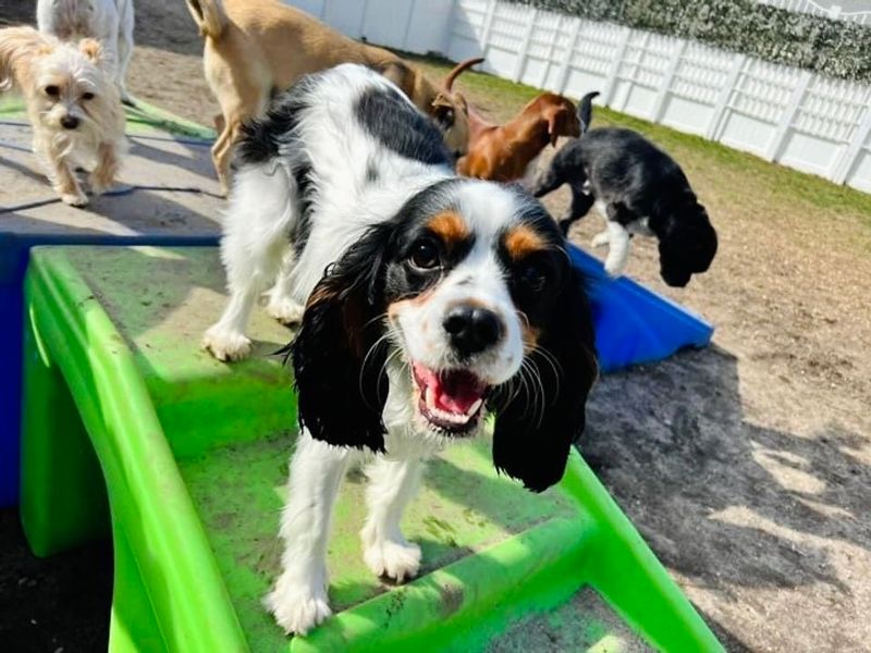 A Day of Play That Feels More Like Vacation Than Boarding
