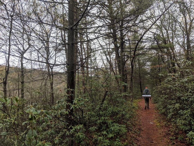 A Forest That Feels Endless A Forest That Feels Endless