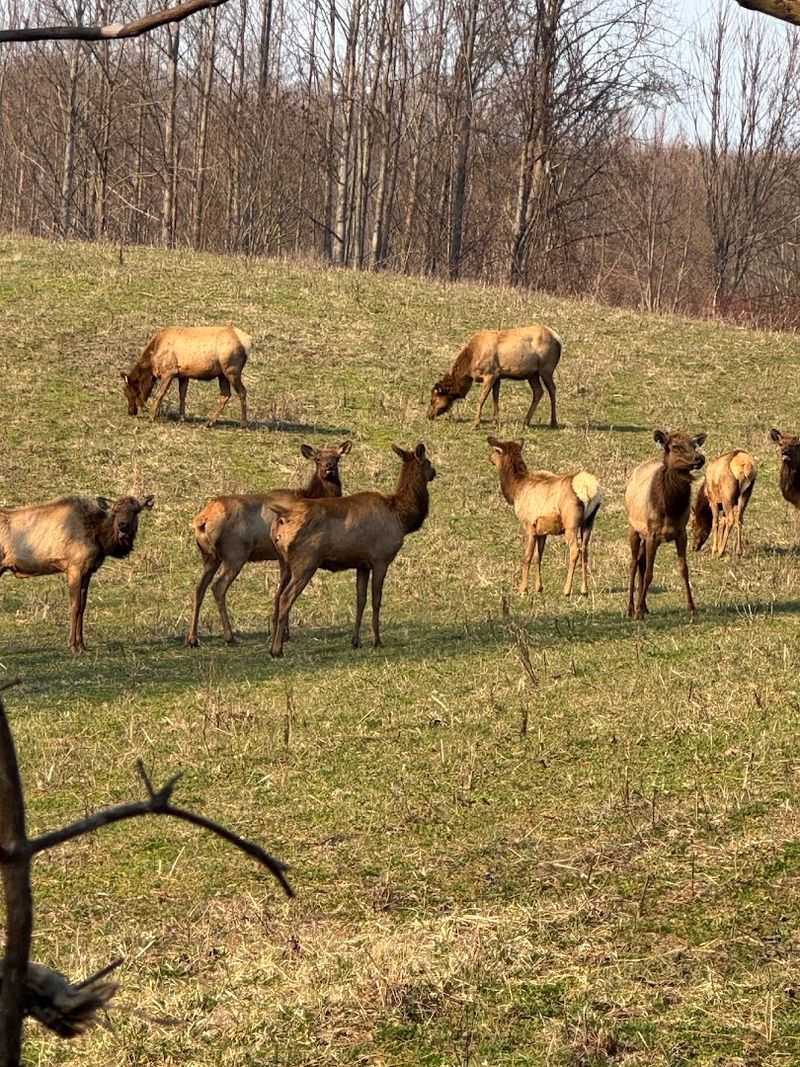 A Hidden Mountain Overlook Where Wild Elk Steal The Show
