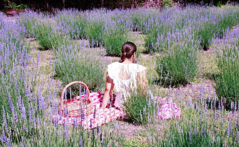 A Purple Bloom Season Worth Planning Around A Purple Bloom Season Worth Planning Around