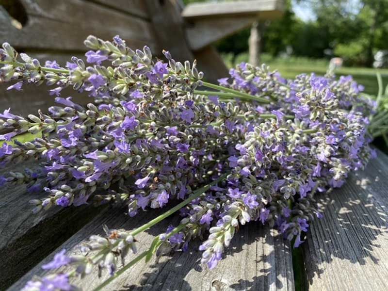A Quaint Farm Shop Full of Lavender Finds A Quaint Farm Shop Full of Lavender Finds