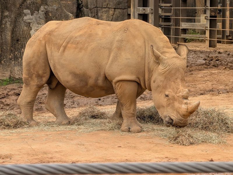A Wild Knoxville Experience That Goes Beyond the Usual Zoo Visit A Wild Knoxville Experience That Goes Beyond the Usual Zoo Visit