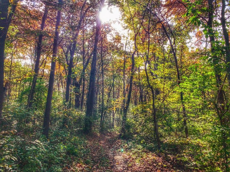 A hidden Illinois landscape with surprising depth