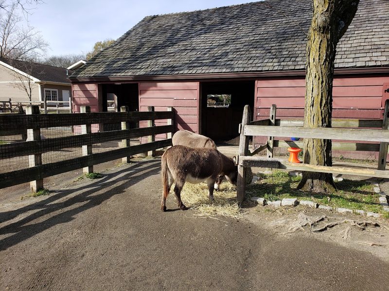 A small zoo with a big backyard in Van Saun County Park A small zoo with a big backyard in Van Saun County Park