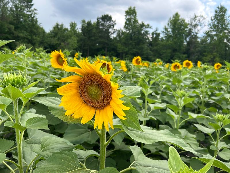A sunflower maze that feels like the star of summer A sunflower maze that feels like the star of summer
