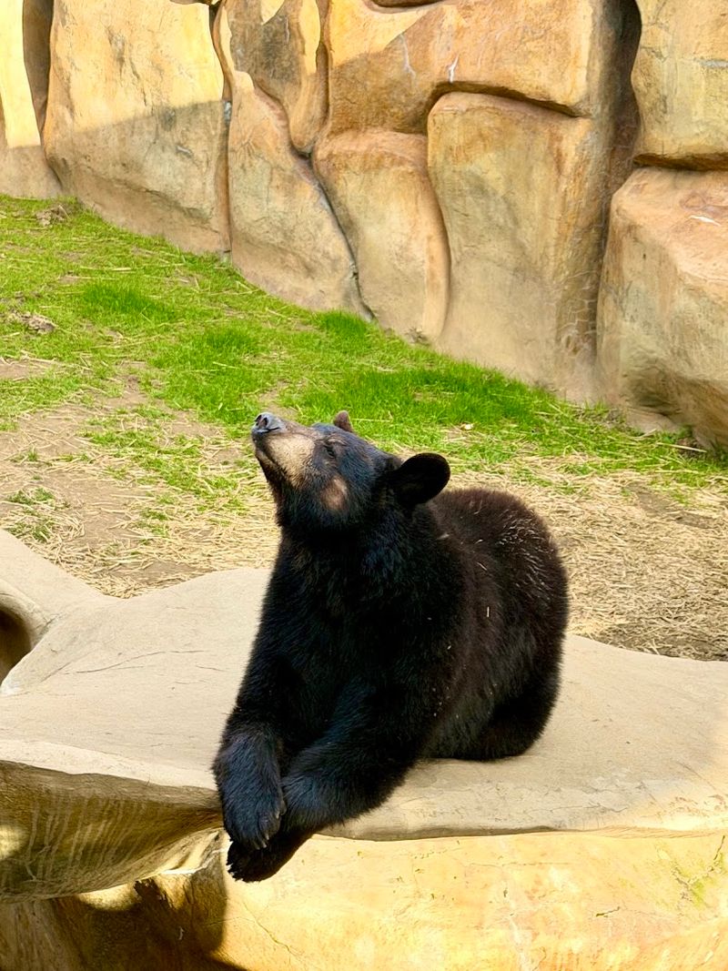Live Bear Habitat With River, Daisy, and Dolly Live Bear Habitat With River, Daisy, and Dolly