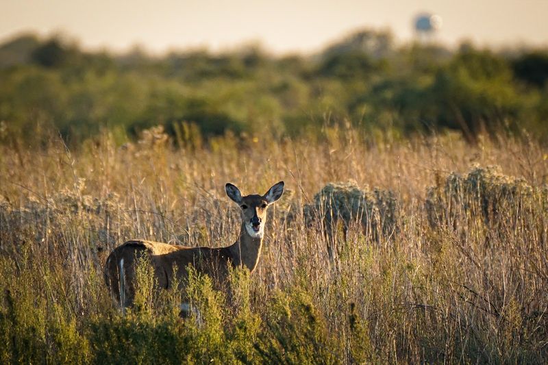 Abundant Wildlife Beyond the Birds Abundant Wildlife Beyond the Birds