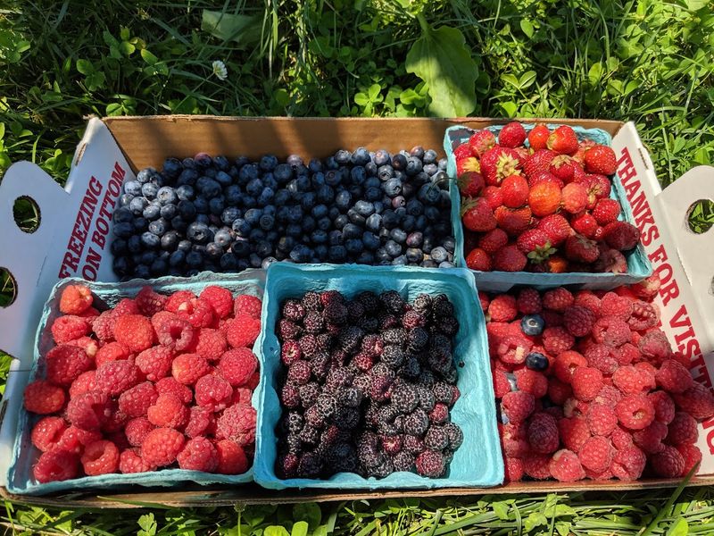 Alstede Farms - Chester Alstede Farms - Chester