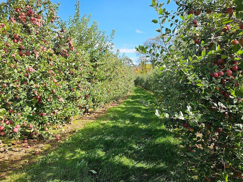 Alstede Farms Alstede Farms