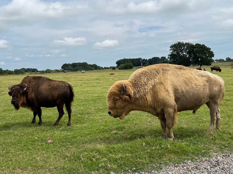 American Bison Up-Close Viewing