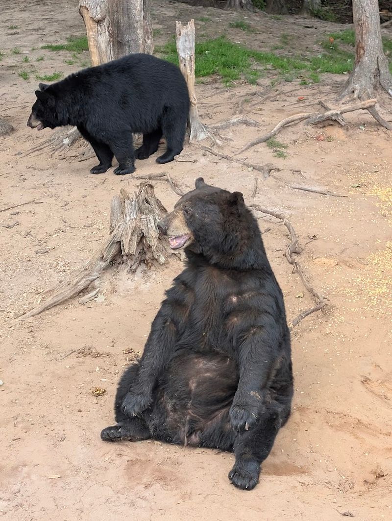 America's Largest Bear-Only Ranch — What Makes Oswald's So Special America's Largest Bear-Only Ranch — What Makes Oswald's So Special