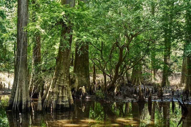Ancient Cypress Trees Rise From the Slough