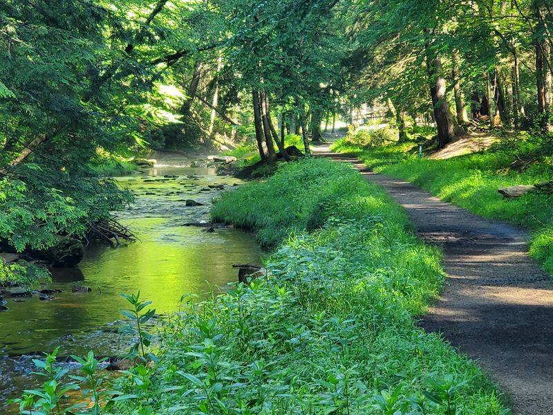 Ancient Forest Trail